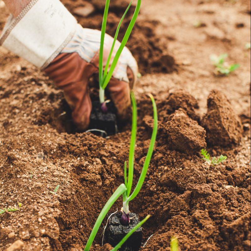 Hand planting roots into soil