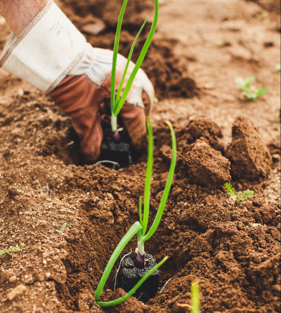Hand planting roots into soil