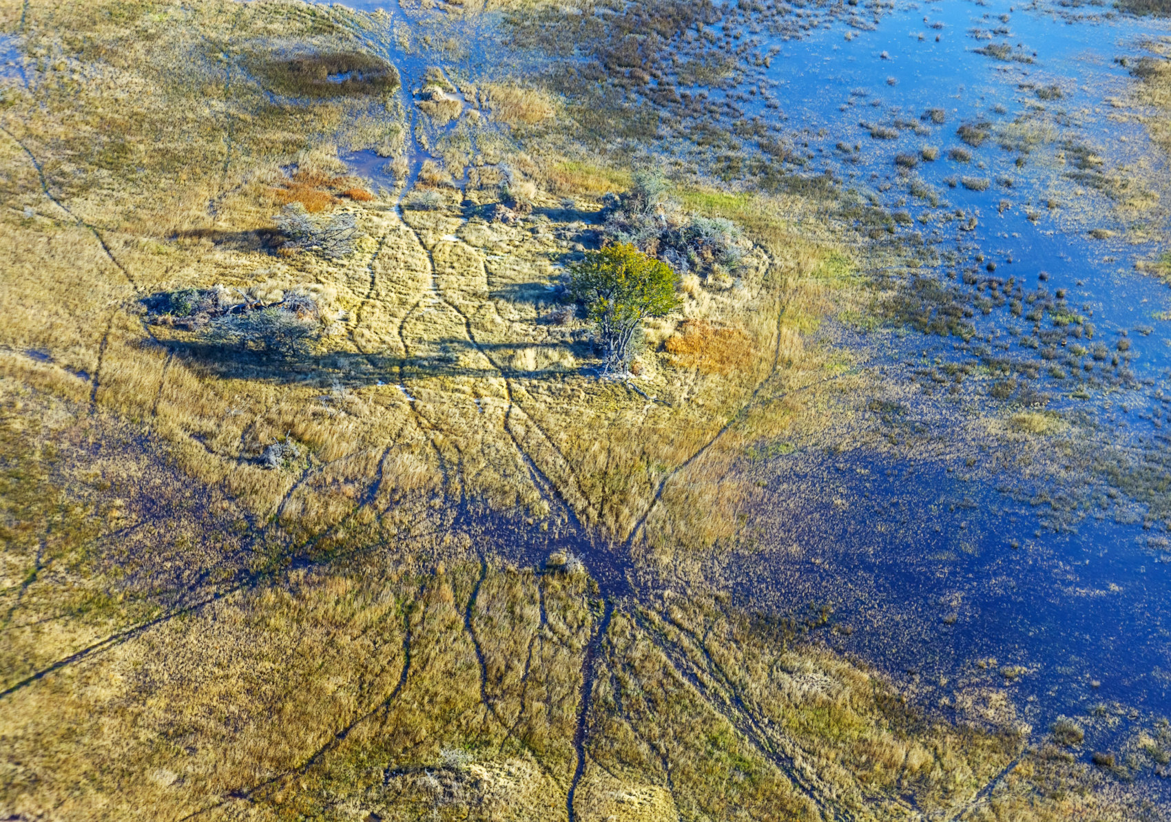 Aerial view of marshland and tree