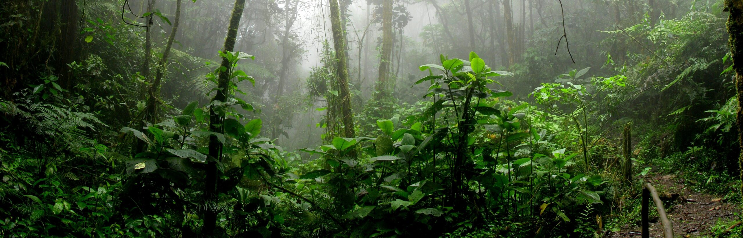 Saving farmers and the forest. Interventions to reduce deforestation, encourage sustainable farming, and enhance farmer welfare in and around moist tropical forest